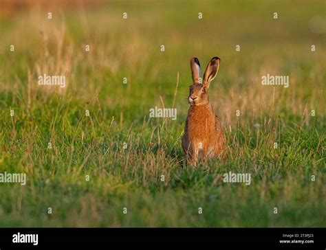 A Wild Brown Hare Sitting Upright And Alert In A Grassy Meadow Bathed