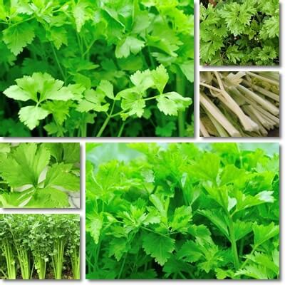 properties  benefits  chinese celery natureword