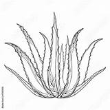 Aloe Pages Medicinal Aloes Fleshy Contorno Ilex Ramita Bayas Kudrna sketch template