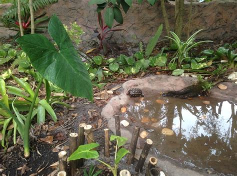 pin de terry oconnell em turtle habitat terrarios viveiro