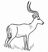Impala Coloring Antelope African Pages Printable Drawings Color sketch template
