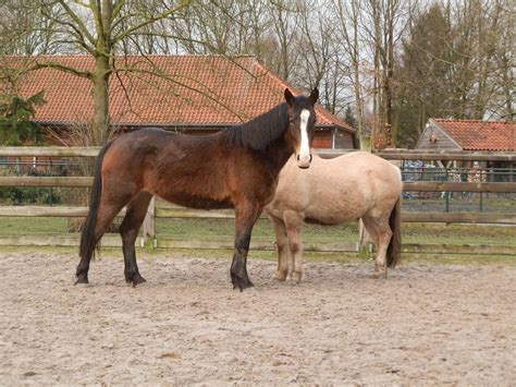 groningse paard paarden dieren groningen