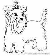 Coloring Pages Terrier Dog Yorkshire Breed sketch template