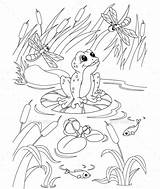 Frosch Pond Frog Teich Ausmalbild Erwachsene Malvorlagen Graphicriver Childcare sketch template