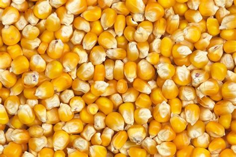 yellowrock corn product import  trading  grains