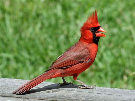 cardinals eat   attract cardinals cardinal food