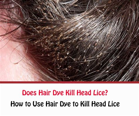 hair dye kill head lice getridofallthingscom
