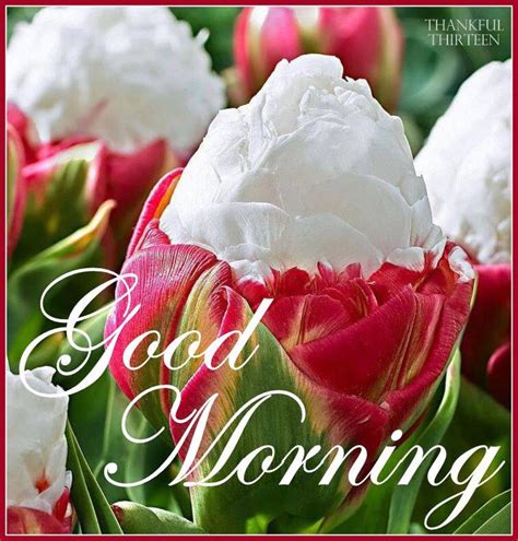 good morning beautiful flowers pictures   images
