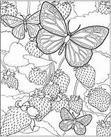 Coloring Pages Older Kids Cool Butterfly Book Printable Butterflies Adult Color Sheets Strawberries Colouring Girls Strawberry Advanced Adults Cute Glass sketch template