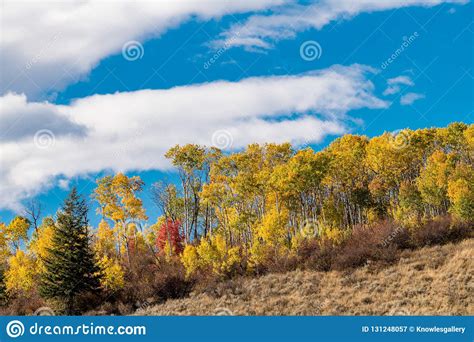 ridge   nature filled  autumn colored trees stock image image  swan fall