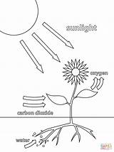 Photosynthesis Coloring Pages Lab School Worksheets Plants Science sketch template