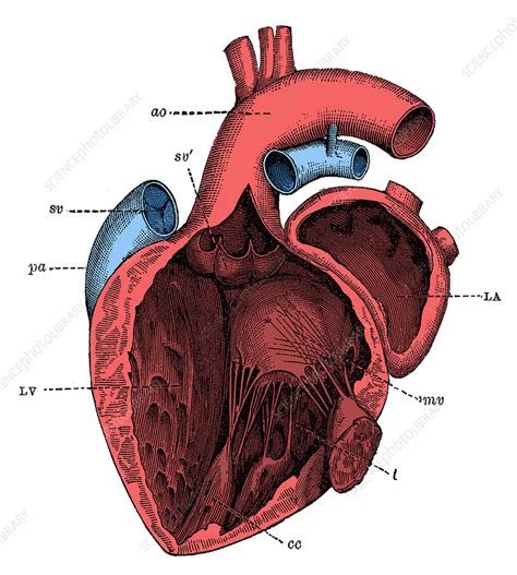 left side   heart stock image  science photo library