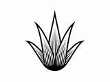 Agave Maguey Mezcal Agaves Tequila Dribbble Stencil Planta Mexicano Tatuajes Tatuaje Industria Gutiérrez sketch template