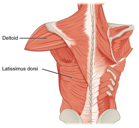 muscle grand dorsal latissimus dorsi muscle abcdefwiki