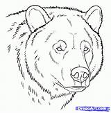 Face Bear Drawing Grizzly Drawings Draw Animals Bears Animal sketch template
