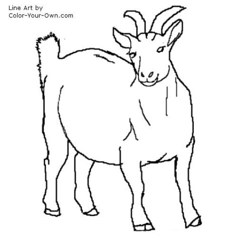 goat nigerian dwarf doe coloring page