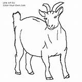Goat Coloring Pygmy Nigerian Pages Drawing Dwarf Nanny Line Colouring Color Kids Getdrawings Tweet Index Pag sketch template