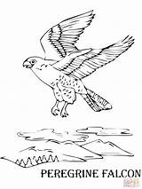 Falcon Coloring Peregrine Designlooter Flying Online sketch template