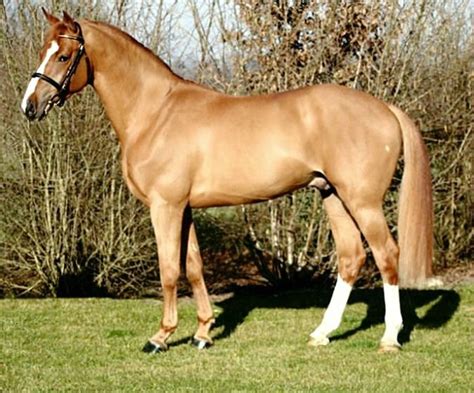 bwp belgian warmblood stallion echo van het neerenbosch mooie paarden fries paard paarden