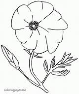 Poppy Coloring Pages Flowers Flower Print Colouring Kids Drawing Color Popular Getdrawings Library Clipart Coloringhome sketch template