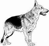 Coloring Pages Dog German Shepherd Realistic Breed Great Dogs Dane Puppy Kids Print Printable Para Colorear Drawings Comments Choose Board sketch template