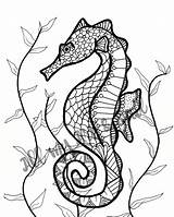 Coloring Seahorse Adult Pages Template sketch template