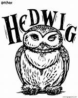 Harry Hedwig sketch template
