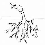 Plant Coloring Clipart Cycle Roots Life Worksheet Growing Tree Clip Colouring Bean Drawing Pages Planting Cliparts Plants Simple Sheet Flower sketch template