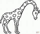 Girafa Links sketch template