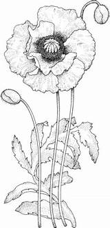 Kwiat Maku Kolorowanka Supercoloring Poppy Kategorii sketch template