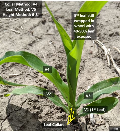corn ear development impacts  post emergence pesticide applications