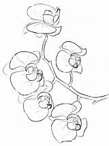 Orchid Coloring Pages Flower Printable Color Getcolorings Print Recommended sketch template