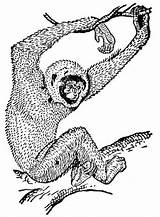 Coloring Monkey Pages Hylobates Wildlife Gibbon sketch template