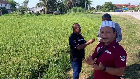 Eco Farming Malaysia Testimoni Sawah Padi Di Bendang Morak Kelantan