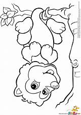 Possum Coloring Opossum Pages Colouring Kids Printable Drawing Clipart Crafts Templates Baby Google Designlooter 2196 Fox Search Getdrawings Visit Library sketch template