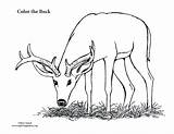 Deer Buck Coloring Pages Male Big Color Hunting Printable Monster Pdf Nature Print Getcolorings Template sketch template