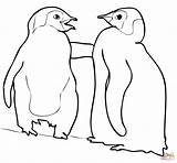 Coloring Penguin Emperor Galapagos Coloringhome sketch template