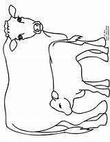Calf Stier Longhorn Angus Kleurplaten 59kb Vacas Insertion sketch template