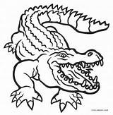 Coloring Pages Alligator Florida Drawing Gators Printable Kids Gator Cool2bkids Paintingvalley sketch template