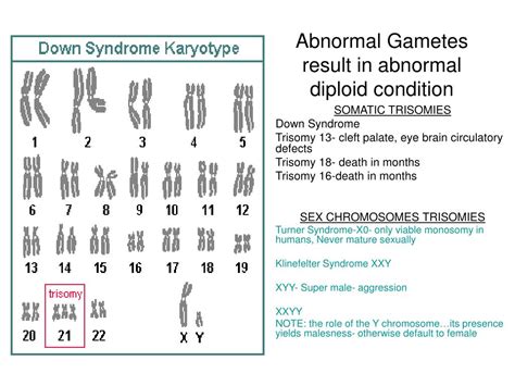 Ppt Human Karyotype Diploid 2n Powerpoint Presentation Free