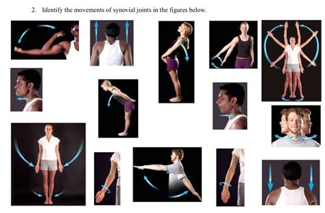 solved  movements   synovial joints  team   cheggcom