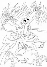 Coloring Pond Pages Duck Wood Ecosystem Fish Drawing Poker Color Getcolorings Getdrawings Printable Colorings Print sketch template