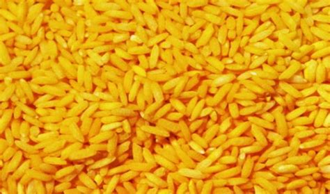 catatannnn antia golden rice