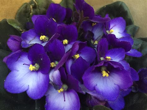 images gratuites fleur violet petale flore oeil alto pensee plante  fleurs plante