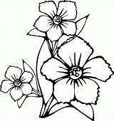 Coloring Flowers Pages Hawaiian Printable Popular sketch template
