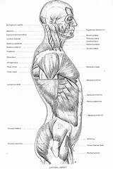 Torso Drawing Anatomy Figure sketch template