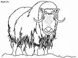 Musk Ox Mammals sketch template