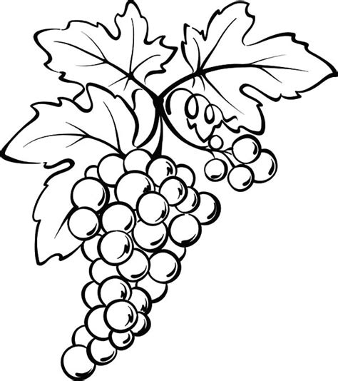 grape leaves drawing  getdrawings