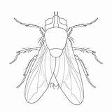 Mouche Domestica Musca Réaliste Insecte Mosquito Malaria Fliege Insekt Realistische Commune Insect Housefly Illustrationen Vektoren sketch template