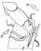 Squid Coloring Giant Pages Colossal Getcolorings Printable Getdrawings Drawing Print sketch template
